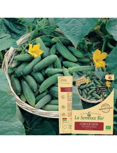 CORNICHON Vert Petit de...