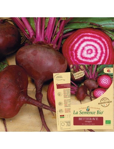 BETTERAVE chioggia Bio