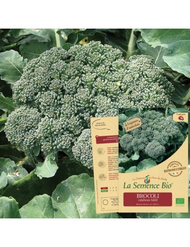 BROCOLI calabrais hâtif Bio