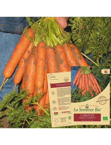 CAROTTE Nantaise Améliorée...