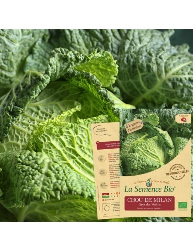 CHOU de Milan Gros des...