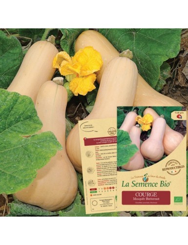 COURGE musquée Butternut Bio