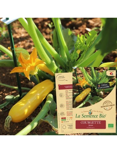 COURGETTE jaune Bio