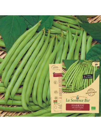 HARICOT vert nain Rugally Bio