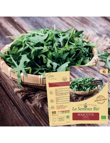 ROQUETTE cultivée Bio