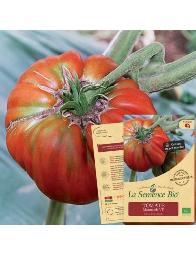 TOMATE Marmande VF Bio