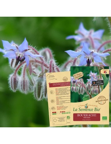 BOURRACHE officinale Bio