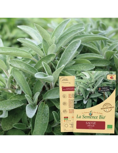 SAUGE officinale Bio